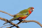 Crimson Rosella (Immature)