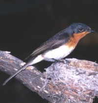 Satin Flycatcher (Female)