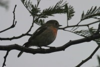 Scarlet Robin (Female)