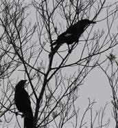 Pied Currawong 26-08-2014