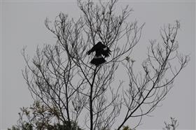 Pied Currawong 26-08-2014