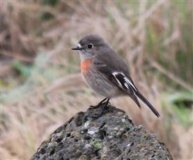 Scarlet Robin - Female 26-08-2014