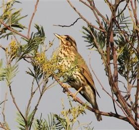 Song Thrush 17-10-2014