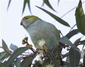 Purple-crowned Lorikeet 24-05-2015-(1)