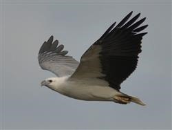 White-bellied Sea Eagle - Photo Dieter Bos