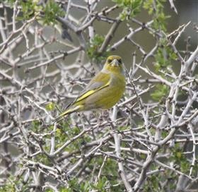 European-Greenfinch-16-07-2015