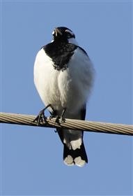 Magpie-lark-(Male)-01-05-2015