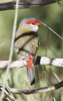 Red-browed-Finch-29-05-2015