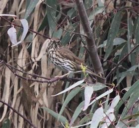 Song-Thrush-11-10-2015