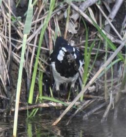 Magpie-lark-14-10-2015-(Nest-building)