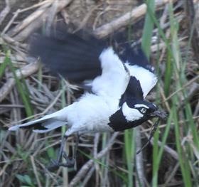 Magpie-lark-14-10-2015-(Nest-building)