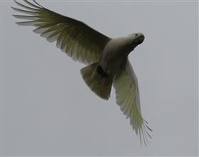 Sulphur-crested-Cockatoo-23-10-2015-(2)