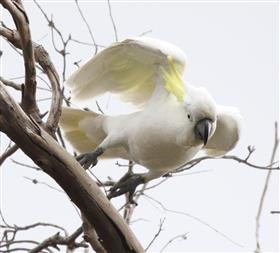 Sulphur-crested-Cockatoo-23-10-2015-(3)