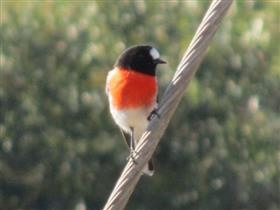 Scarlet-Robin-26-06-2013