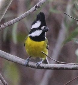 Crested-Shrike-tit-30-03-2016