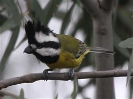 Crested-Shrike-tit-30-03-2016