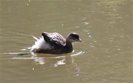 Australasian-Grebe-29-06-2016