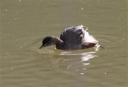 Australasian-Grebe-29-06-2016