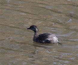 Hoary-headed-Grebe-04-08-2016