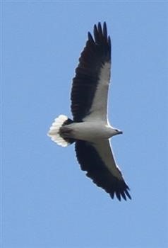 White-bellied-Sea-Eagle-15-05-2016-(3)-(Pinkerton)