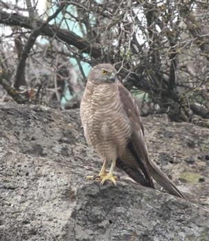 Brown-Goshawk-26-01-2016