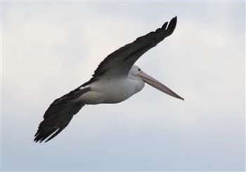 Australian-Pelican-23-08-2015