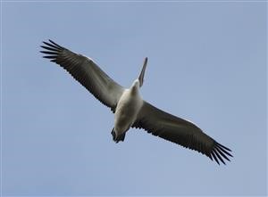 Australian-Pelican-03-07-2016