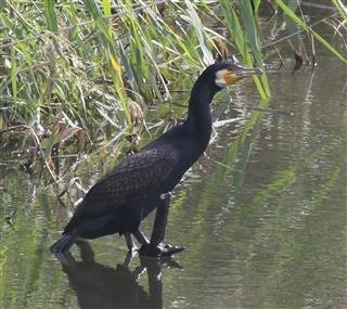 Great-Cormorant-14-04-2016