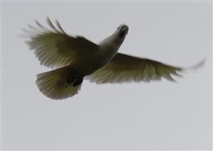 Sulphur-crested-Cockatoo-23-10-2015-(1)