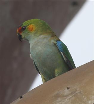 Purple-crowned-Lorikeet-14-04-2016-(4)