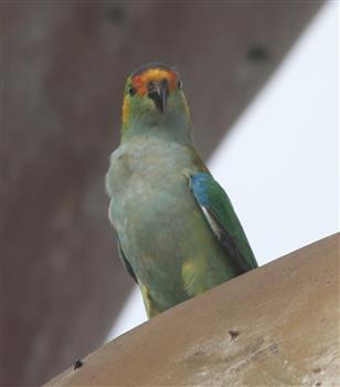 Purple-crowned-Lorikeet-14-04-2016-(5)