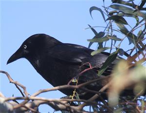 Little-Raven-(Mature-White-eye)-20-08-2015