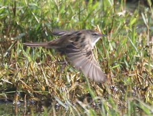 Little-Grassbird-10-05-2016-Werribee-Treatment-Plant