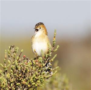 Golden-headed-Cisticola-16-07-2016-W'town-Wetlands