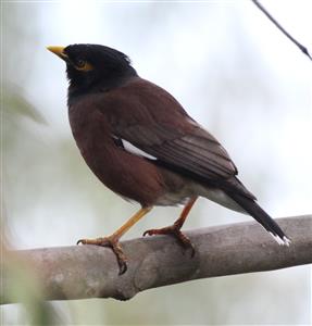 Common-Myna-22-08-2015