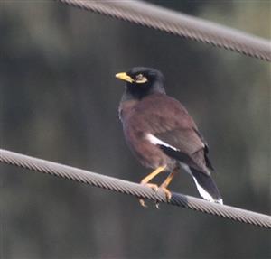 Common-Myna-30-05-2016