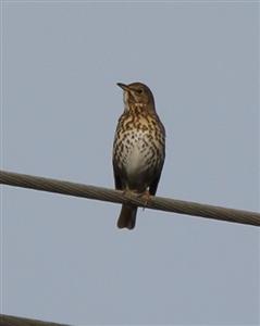 Song-Thrush-22-08-2015