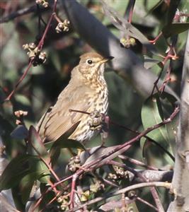 Song-Thrush-20-09-2015