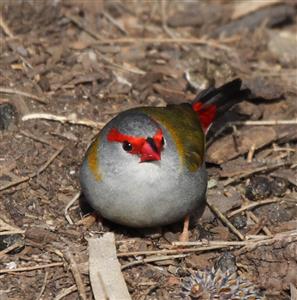 Red-browed-Finch-24-08-2015