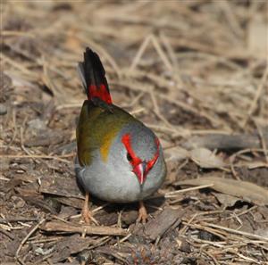 Red-browed-Finch-24-08-2015