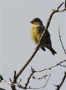 European-Greenfinch-11-06-2015