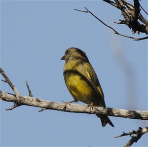 European-Greenfinch-30-03-2015