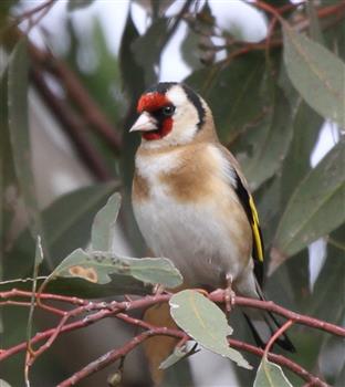 European-Goldfinch-15-08-2015