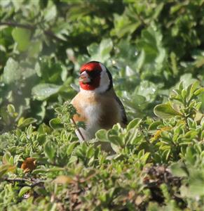 European-Goldfinch-24-08-2016