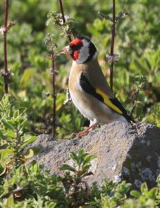 European-Goldfinch-24-08-2016