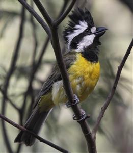 Crested-Shrike-tit-16-12-2016-(Male)