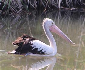 Australian-Pelican-06-11-2014