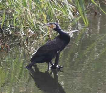 Great-Cormorant-14-04-2016-(2)