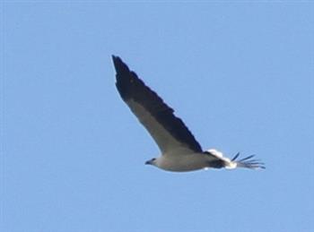 White-bellied-Sea-Eagle-15-02-2016-(2)-(Pinkerton)