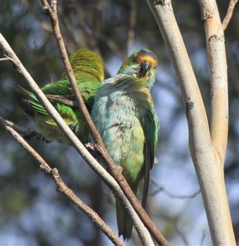 Purple-crowned-Lorikeet-01-04-2016-(1)